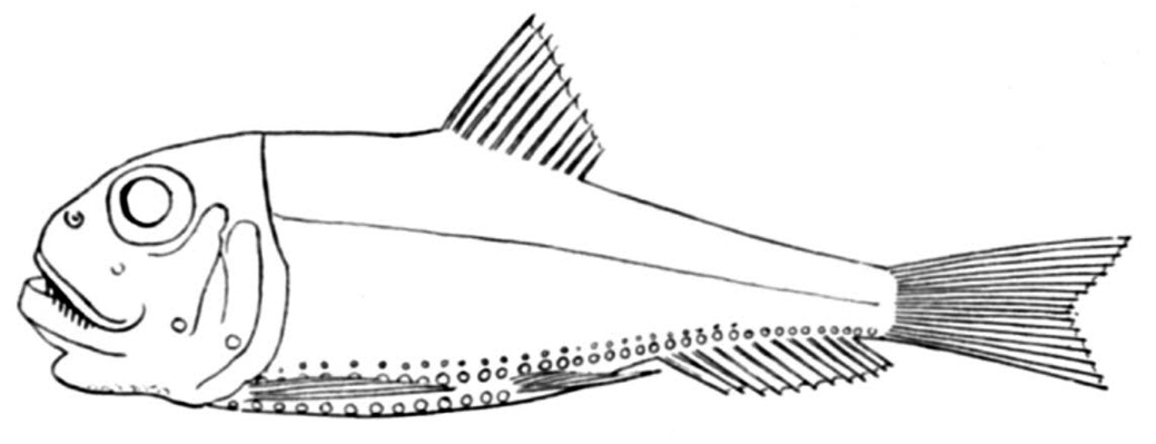 file:///D|/Datos/Documents/TIRSO/Sitio/imagenactinopt/Ima_036/Ichthyococcus ovatus_0.jpg